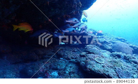 亞洲胡椒骰子 亞洲胡椒骰子 89044110