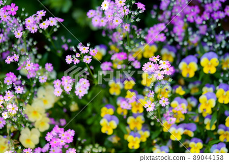 可愛的花床 89044158