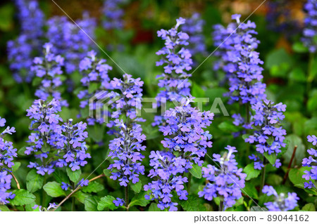 花園裡盛開的鮮花 89044162