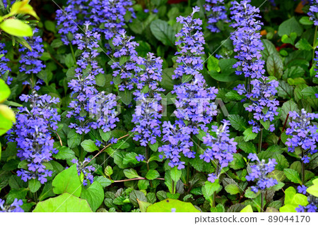 花園裡盛開的鮮花 89044170