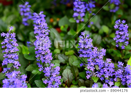 Flowers blooming in the garden 89044176