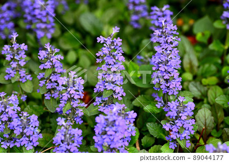 Flowers blooming in the garden 89044177