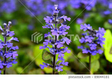 花園裡盛開的鮮花 89044181