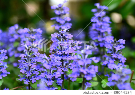 Flowers blooming in the garden Flowers blooming in the garden 89044184