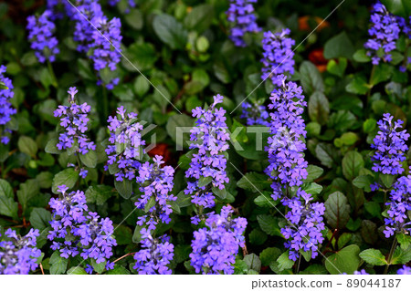 Flowers blooming in the garden 89044187