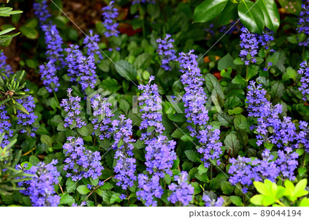 Flowers blooming in the garden 89044194