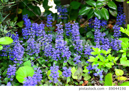 Flowers blooming in the garden 89044198