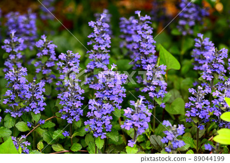 花園裡盛開的鮮花 89044199
