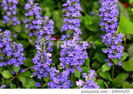 Flowers blooming in the garden Flowers blooming in the garden 89044205