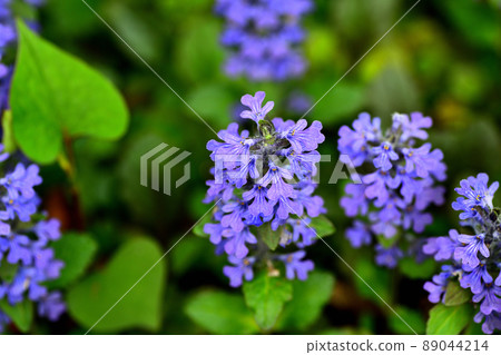 花園裡盛開的鮮花 花園裡盛開的鮮花 89044214