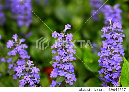 Flowers blooming in the garden Flowers blooming in the garden 89044217