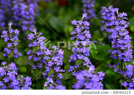 Flowers blooming in the garden 89044223