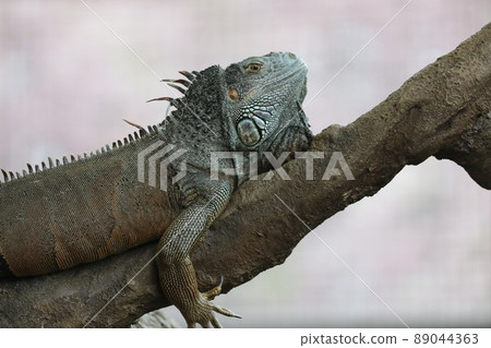 [Fukui City, Fukui Prefecture, Asuwayama Park, April] Green iguana and cherry blossoms 89044363
