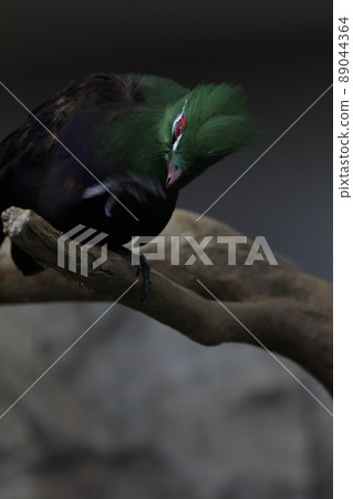 [Fukui City, Fukui Prefecture, Asuwayama Park, April] Guinea turacoides with bright coat color for grooming 89044364