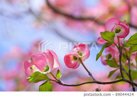 Frame material looking up at cute Hanamizuki Frame material looking up at cute Hanamizuki 89044424