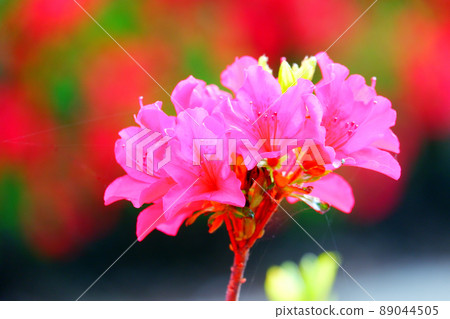 久留米杜鵑花 久留米杜鵑花 赤花杜鵑花 久留米杜鵑花 久留米杜鵑花 赤花杜鵑花 89044505