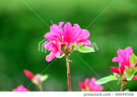 久留米杜鵑花 久留米杜鵑花 赤花杜鵑花 久留米杜鵑花 久留米杜鵑花 赤花杜鵑花 89044506