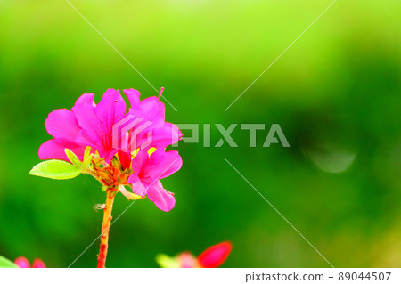 久留米杜鵑花 久留米杜鵑花 赤花杜鵑花 久留米杜鵑花 久留米杜鵑花 赤花杜鵑花 89044507