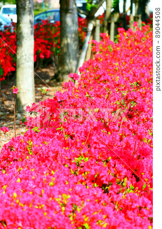 久留米杜鵑花 久留米杜鵑花 赤花杜鵑花 89044508