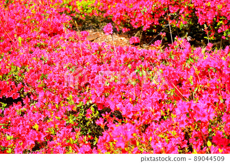 久留米杜鵑花 久留米杜鵑花 赤花杜鵑花 89044509
