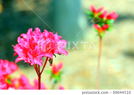 久留米杜鵑花 久留米杜鵑花 赤花杜鵑花 久留米杜鵑花 久留米杜鵑花 赤花杜鵑花 89044510