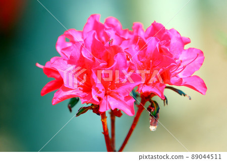 久留米杜鵑花 赤花杜鵑花 久留米杜鵑花 久留米杜鵑花 赤花杜鵑花 久留米杜鵑花 89044511