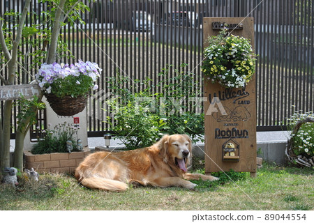 Welcome board and golden retriever 89044554