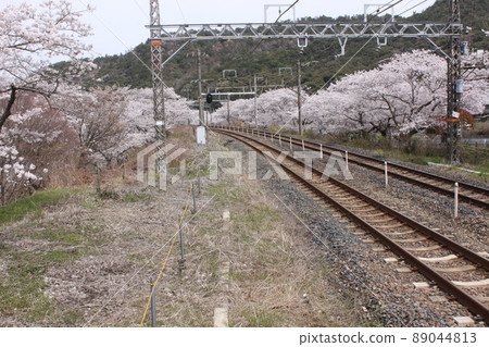 Sakura scenery of Yamanakadani, Hannan City, Osaka Prefecture Sakura scenery of Yamanakadani, Hannan City, Osaka Prefecture 89044813
