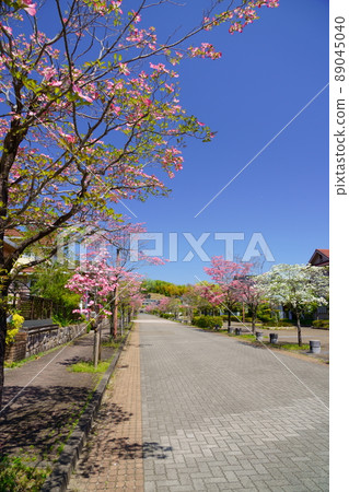 A residential area with beautiful dogwood A residential area with beautiful dogwood 89045040