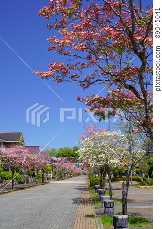 有美麗山茱萸的住宅區 有美麗山茱萸的住宅區 89045041