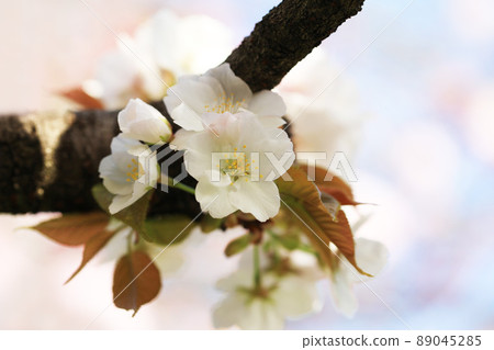 櫻花（大室有明） 89045285