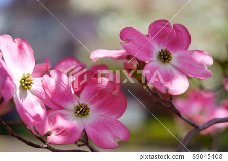 Kawaii dogwood on the roadside tree 89045408