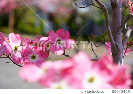 Kawaii dogwood on the roadside tree 89045409