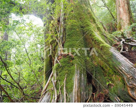 Superb view of Jomon cedar trekking Superb view of Jomon cedar trekking 89045449