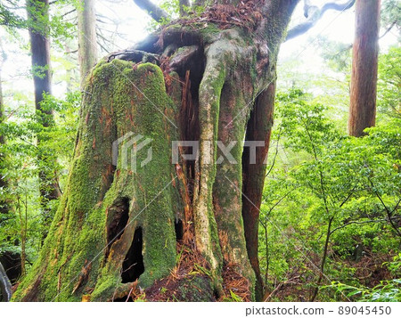Superb view of Jomon cedar trekking Superb view of Jomon cedar trekking 89045450
