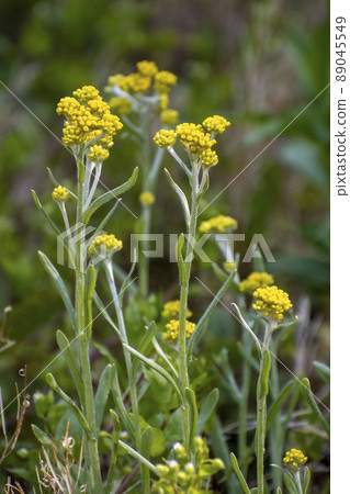 Yellow flower of Hahacogusa 89045549