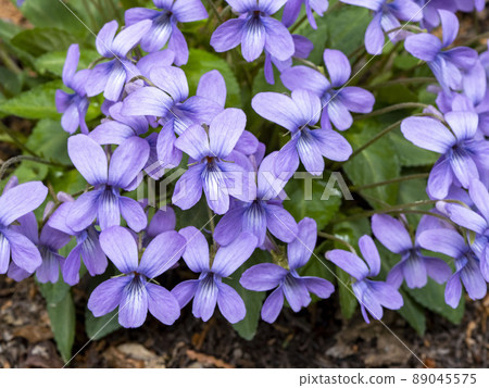 Viola japonica blooming in the forest 89045575