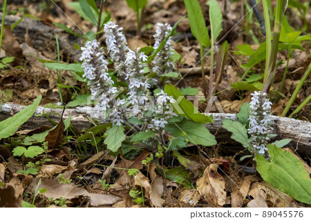 Bugleweed white flowers 89045576
