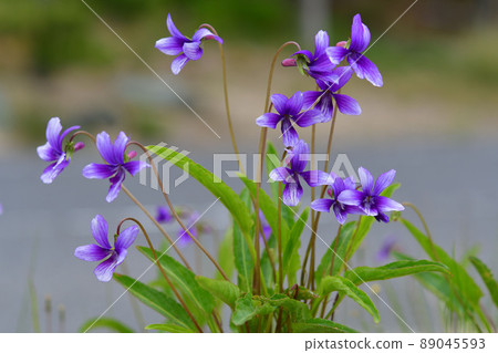 Violet flowers 89045593