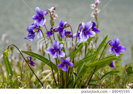 Violet flowers 89045595