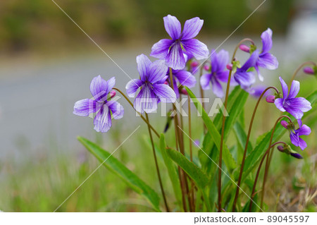 Violet flowers Violet flowers 89045597