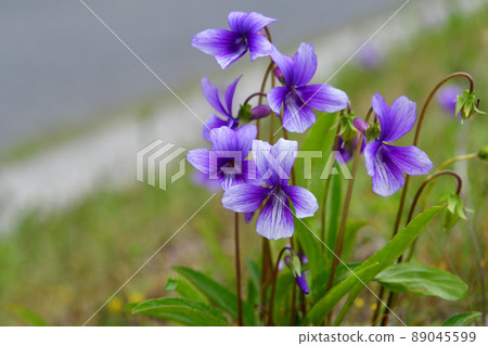 Violet flowers 89045599