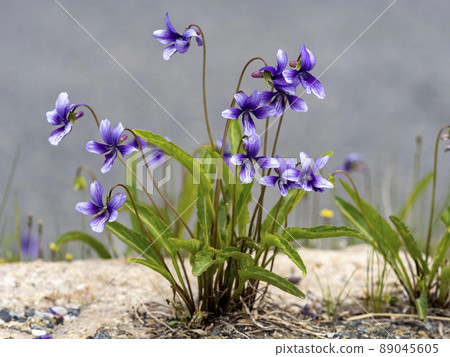 Violet flowers Violet flowers 89045605