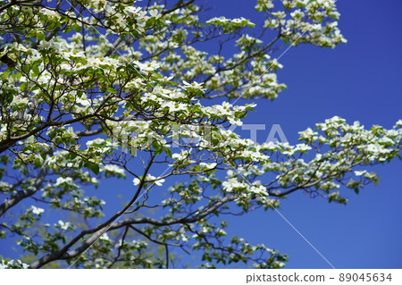 Azure sky and white dogwood 89045634