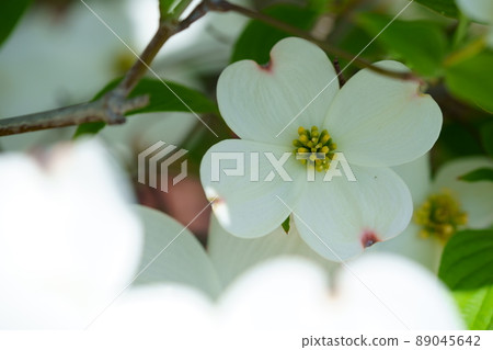 陽光下的白山茱萸穿過樹林 89045642