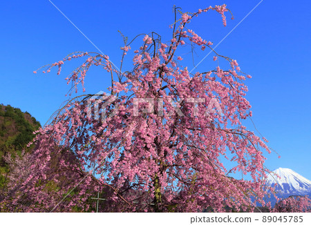 20220422 Sakura tree and Mt. Fuji in Saiko Iyashiba 89045785