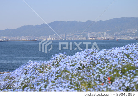 Nemophila 領域、大阪灣和六甲山 89045899
