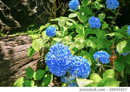 Hydrangea flowering on the roadside 89045927
