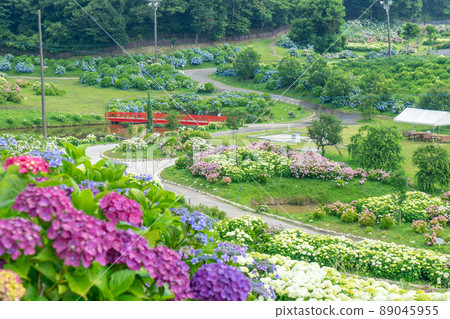 [Mie Prefecture] Kazahaya no Sato-Kappa no Furusato-Hydrangea Festival | A famous place for hydrangea in Tsu City, Mie Prefecture 89045955