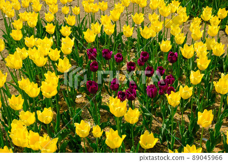 Kaminyu tulips in Maibara City, Shiga Prefecture 89045966